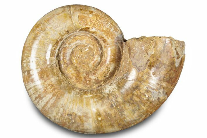 Jurassic Ammonite (Hemilytoceras) Fossil - Madagascar #283452